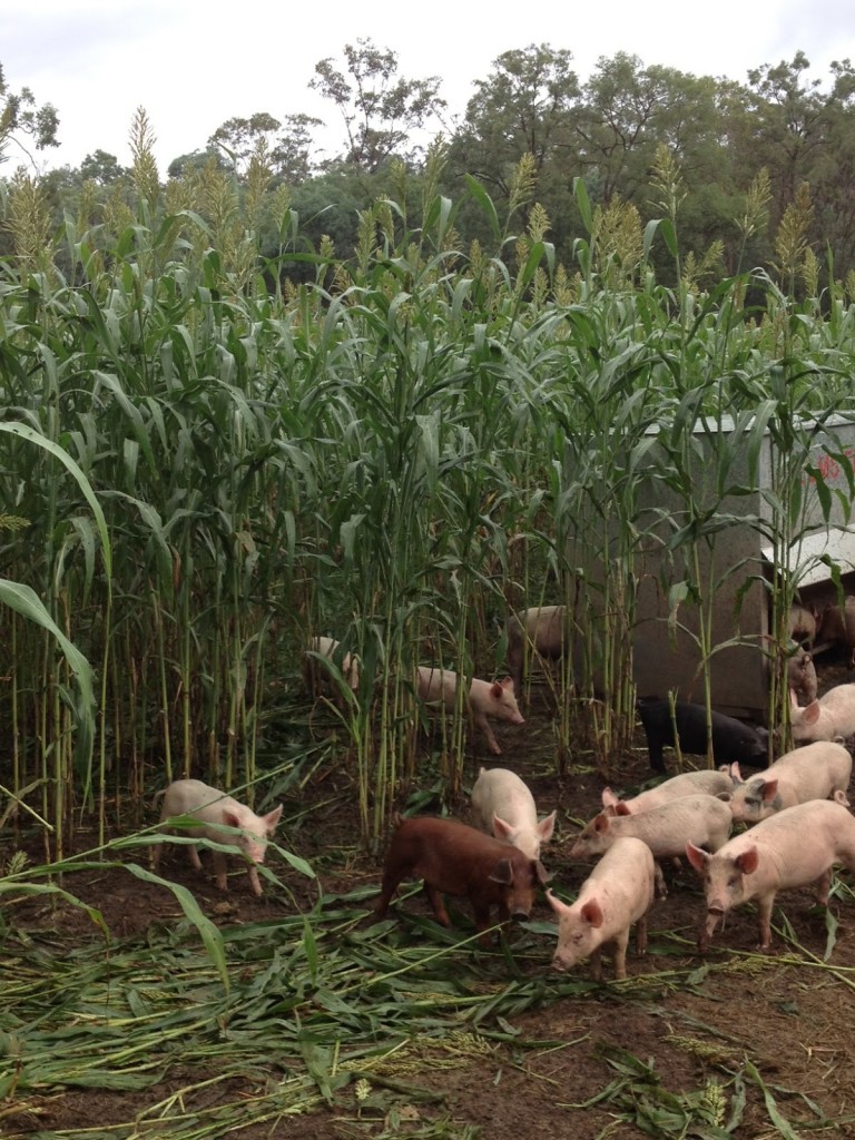 Melanda Park pigs shelter in sorghum